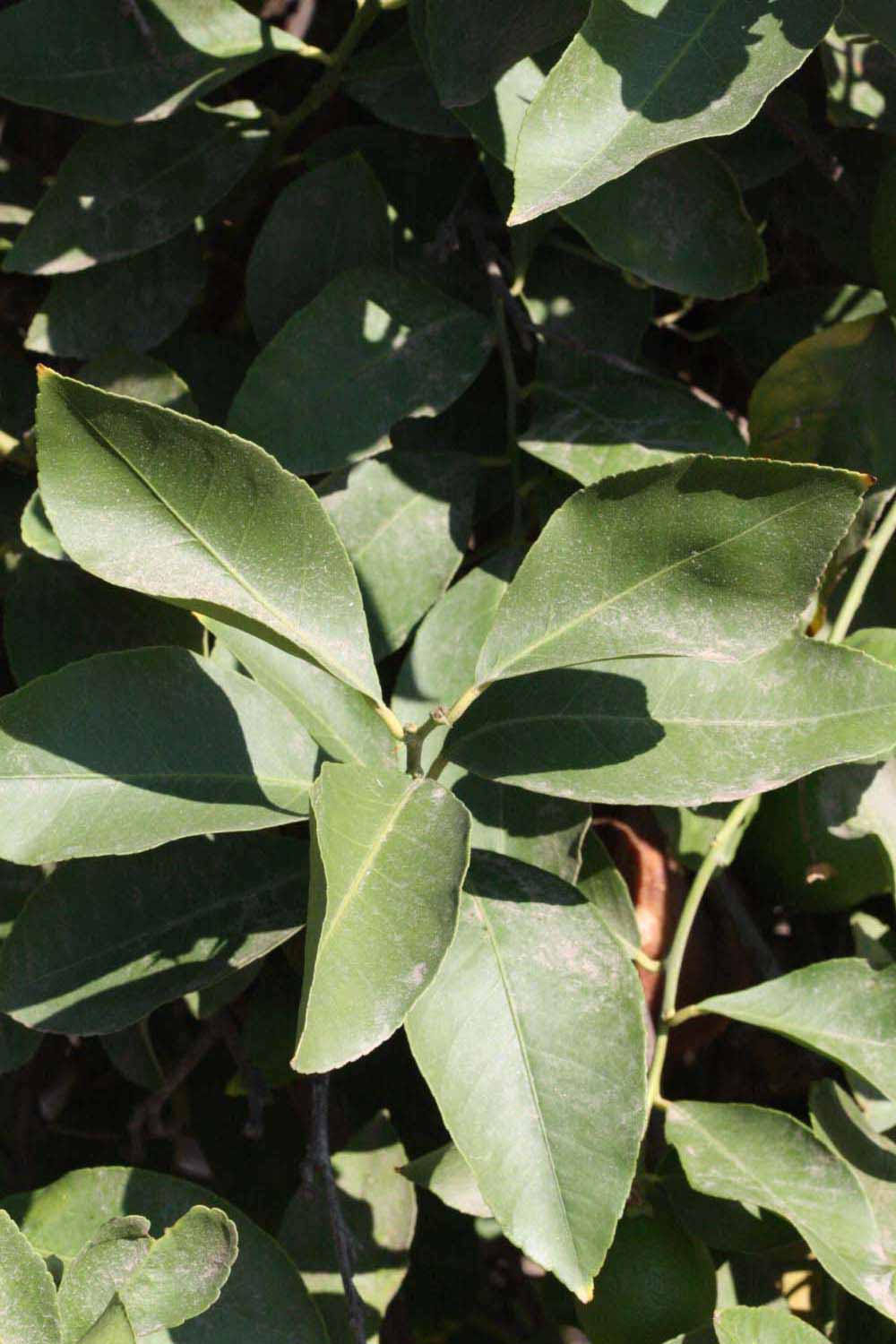              Sun leaves (Riverside, CA)       